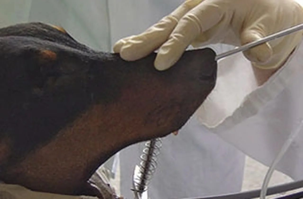 Какво представлява риноскопията при кучета и котки и кога е необходима