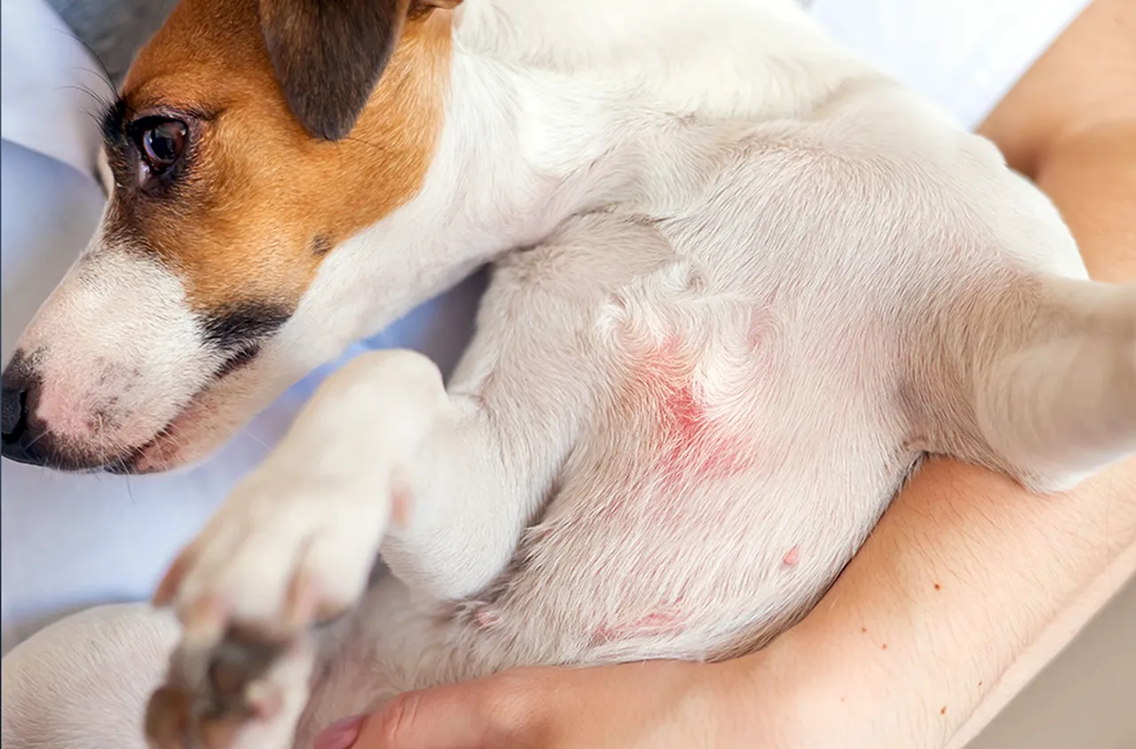Трите най-важни неща, за да предпазите кучето си от кожни проблеми